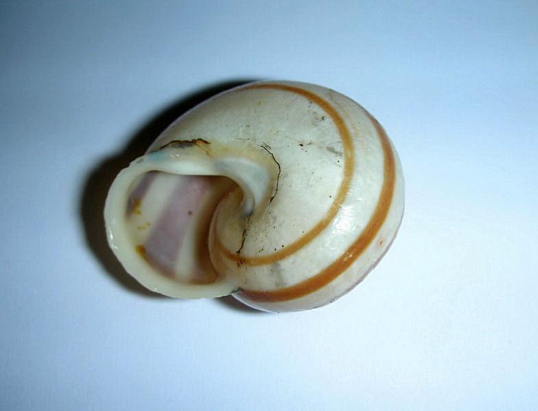 Eobania vermiculata Lipari 3